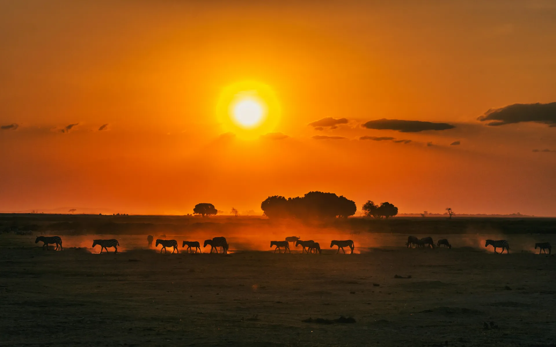 African savanna sunset with zebras