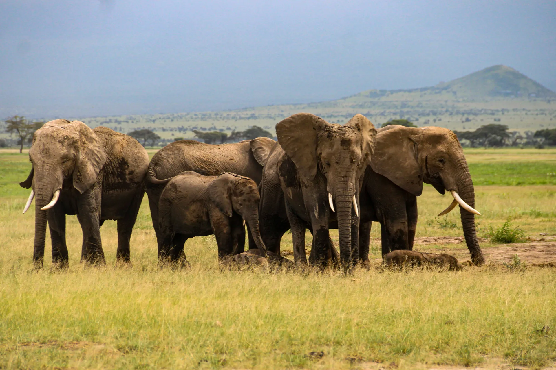 Elephant herd in Amboseli
