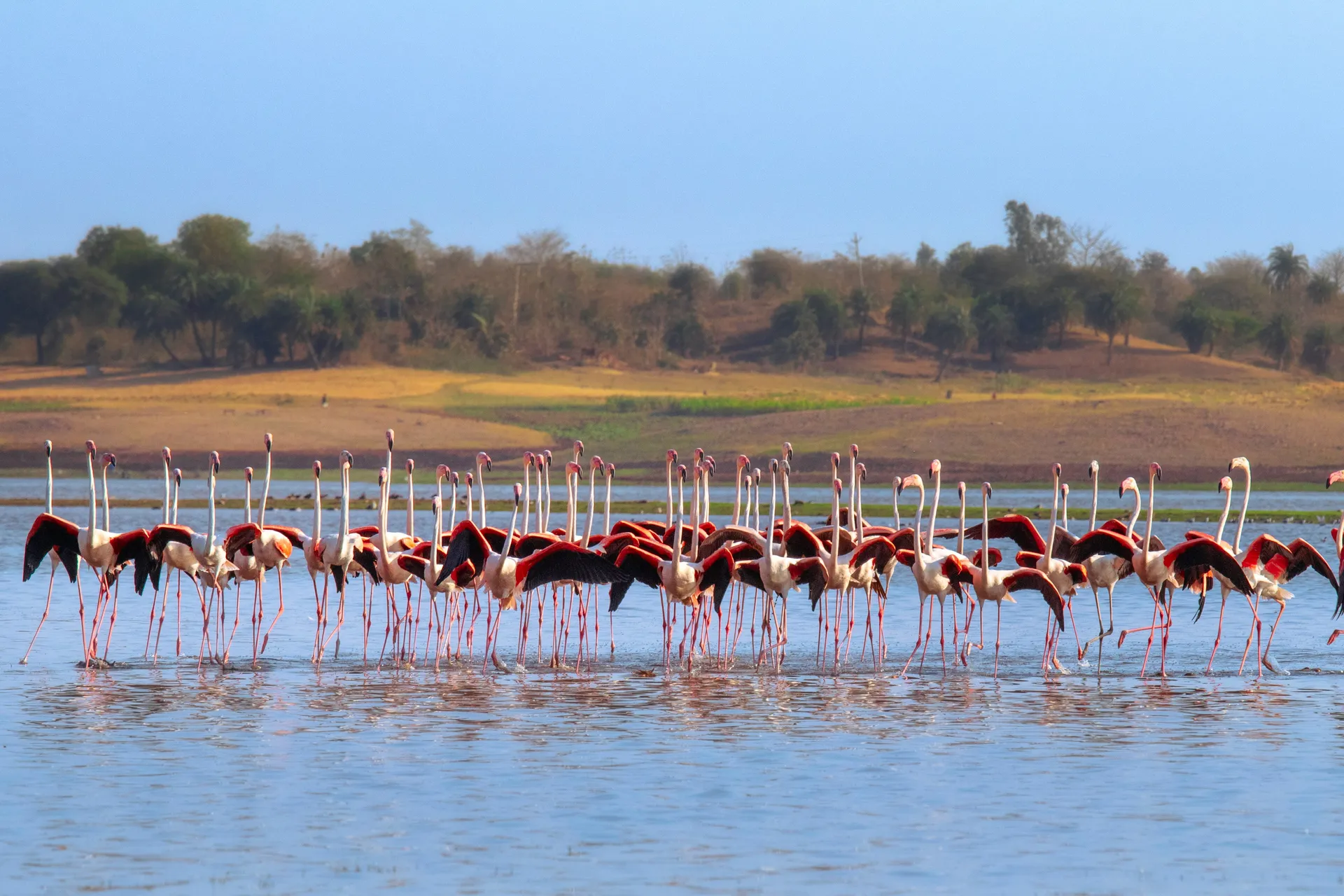 Flamingos at Lake Nakuru