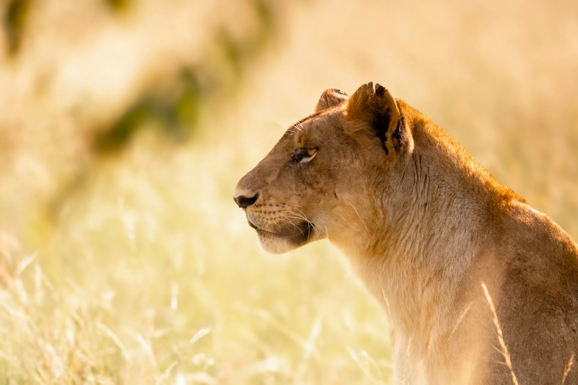 Lioness in golden savanna grass