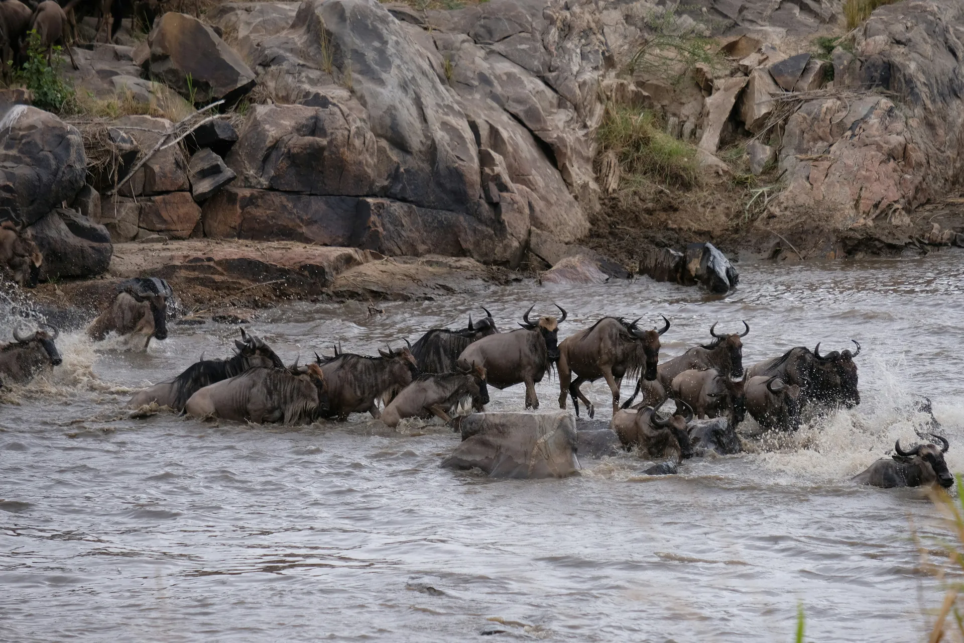 Wildebeest crossing the Mara River