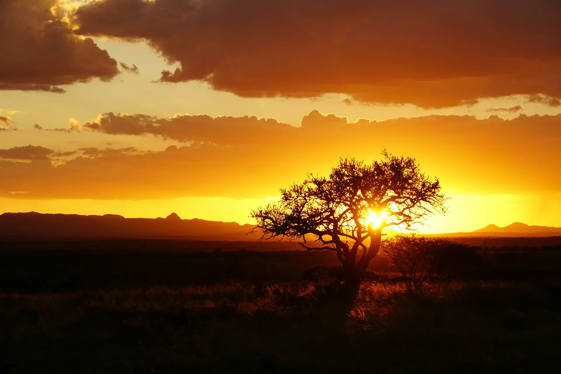 African sunset with acacia tree silhouette